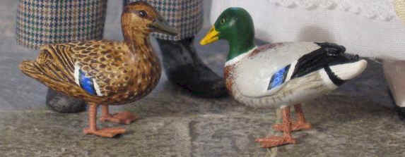 A close up of a pairs of mallard ducks  - a duck and drake.